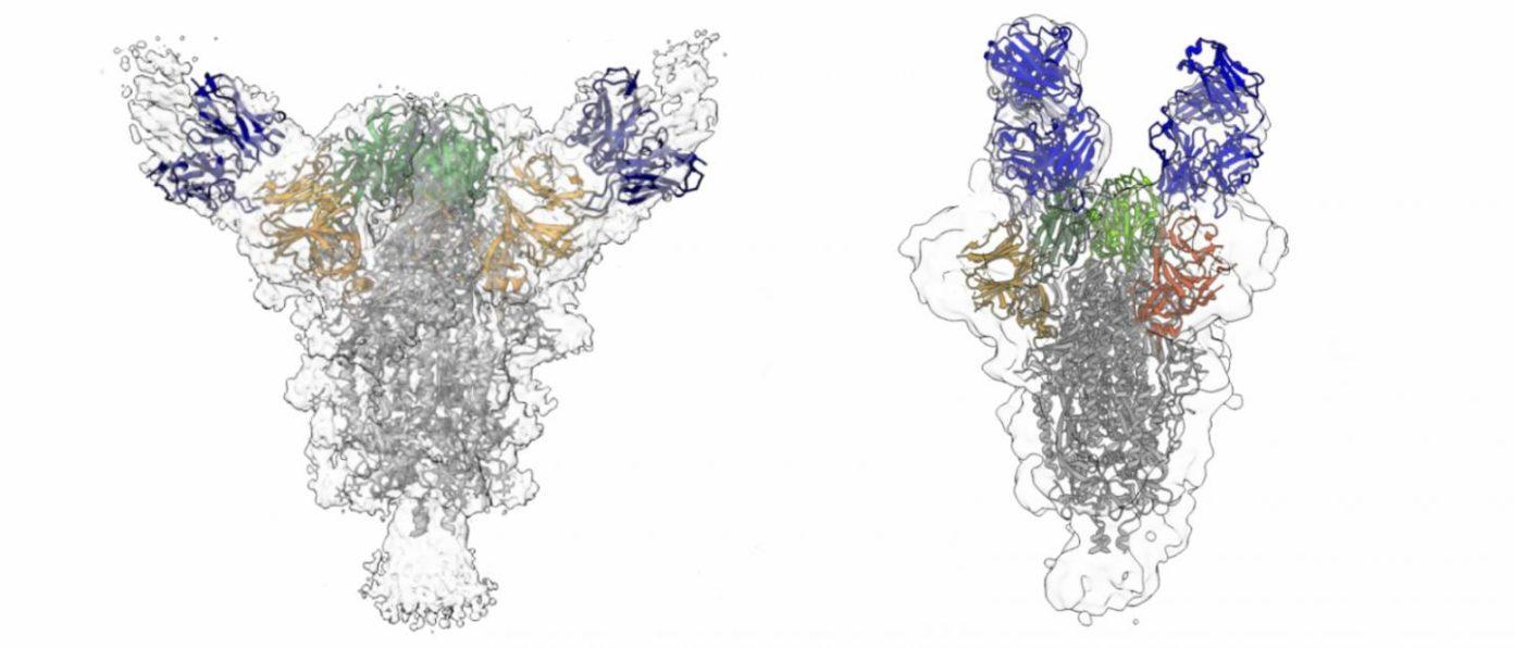 Cientistas descobrem anticorpos que neutralizam covid