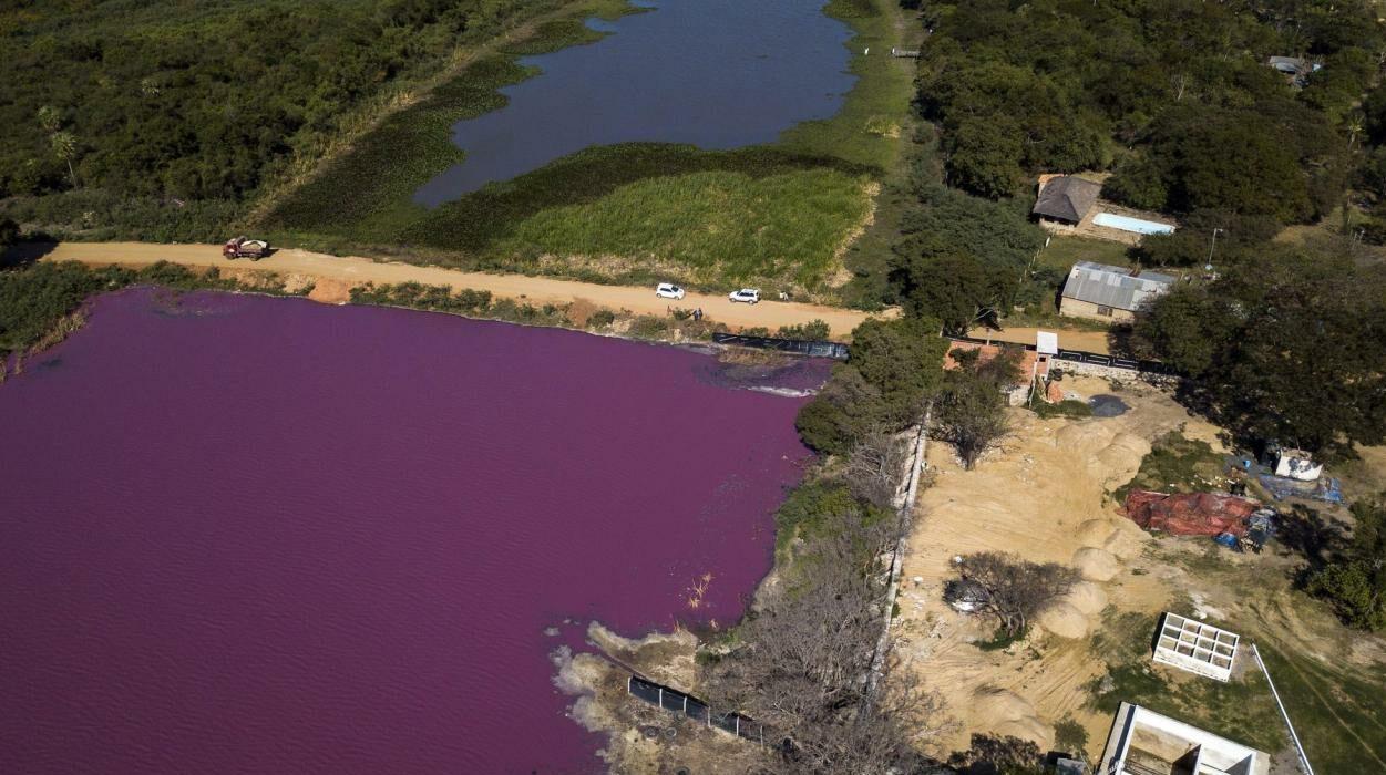 Lagoa paraguaia bicolor