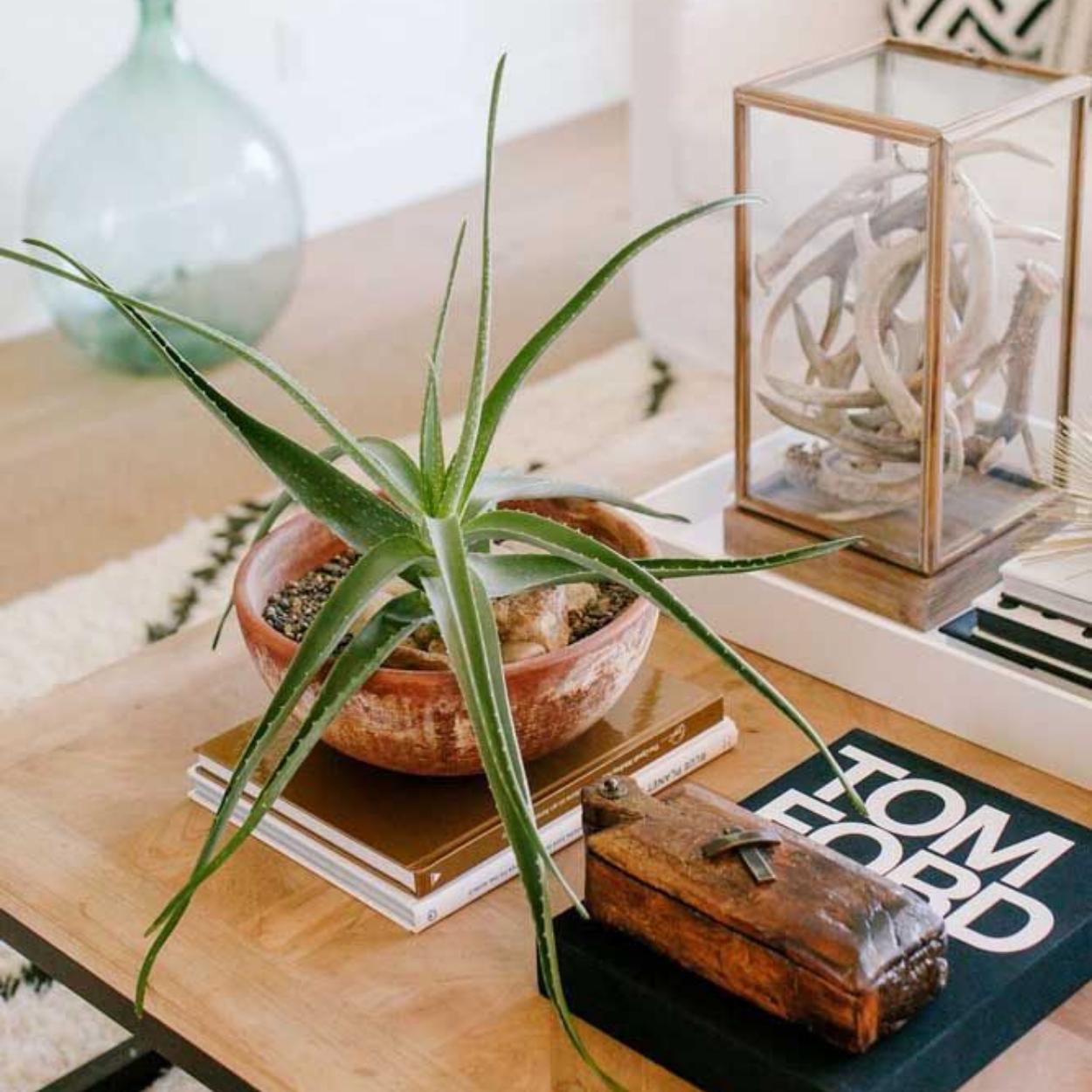 Babosa é uma opção entre as plantas para quarto.