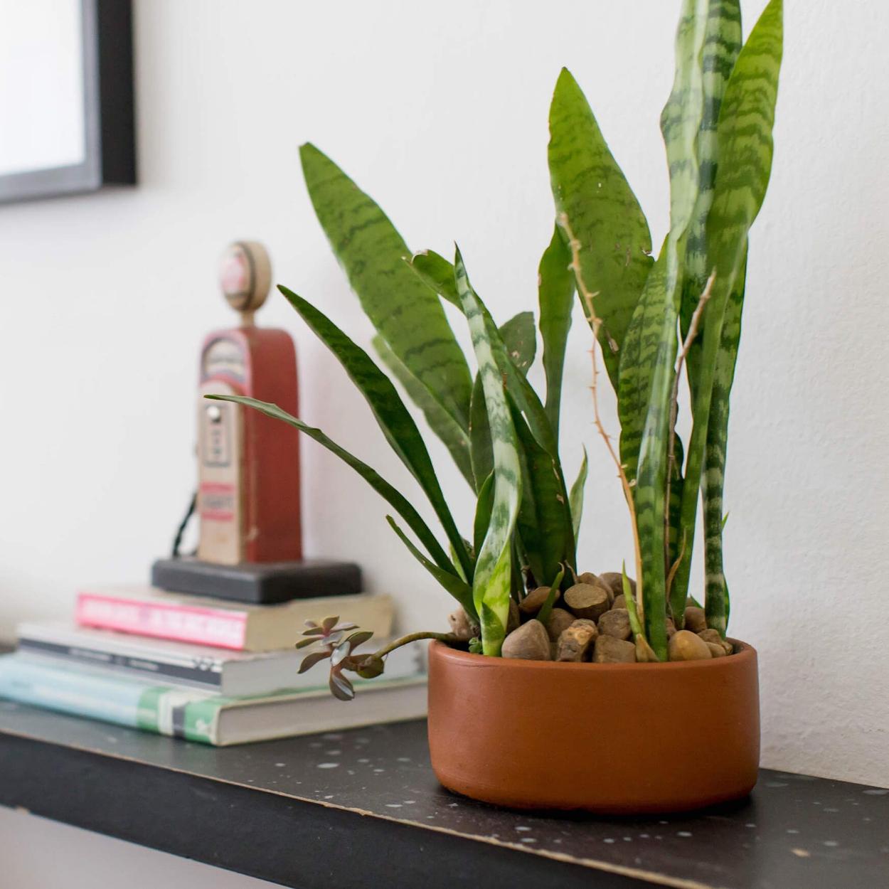 Plantas para quarto ideias