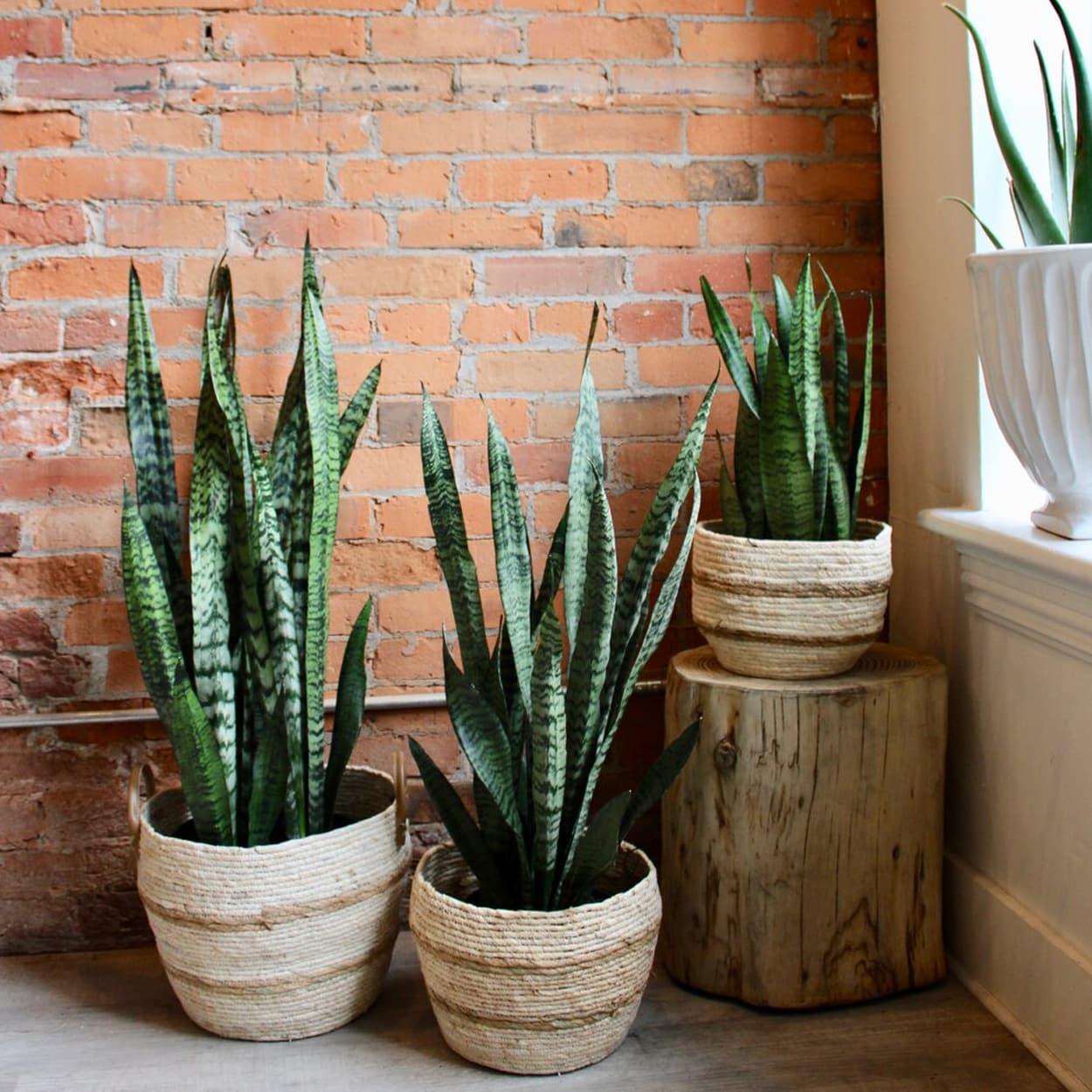 Plantas para quarto ideais