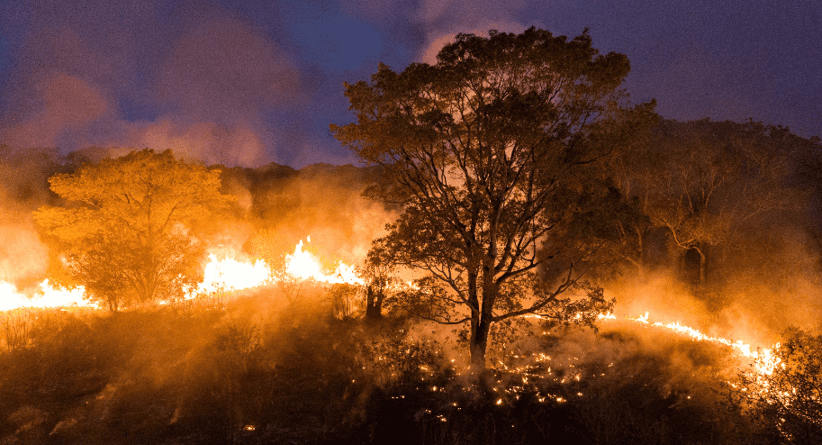 Imagem mostra o pantanal em chamas