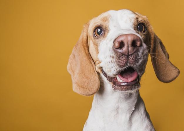 Ideias de nomes para cachorros