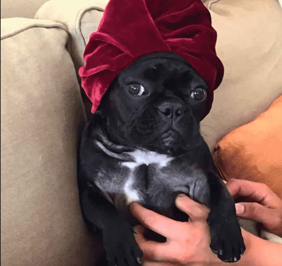 Foto da cachorra de lady gaga