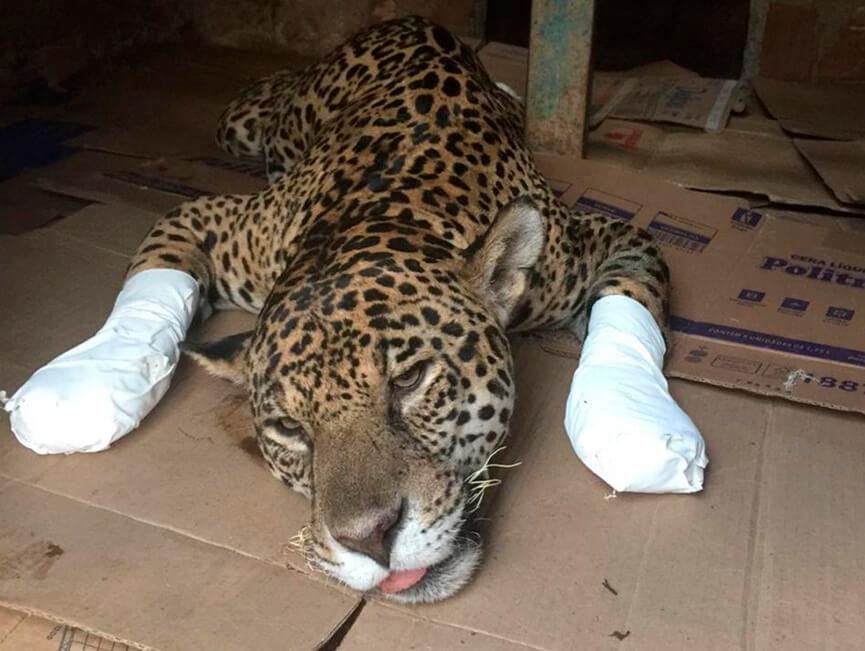 Onça-pintada ferida em incêndio no pantanal. Anguera)