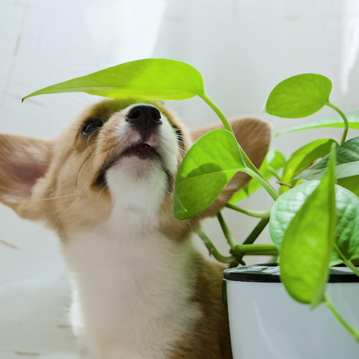 Flores venenosas para pets