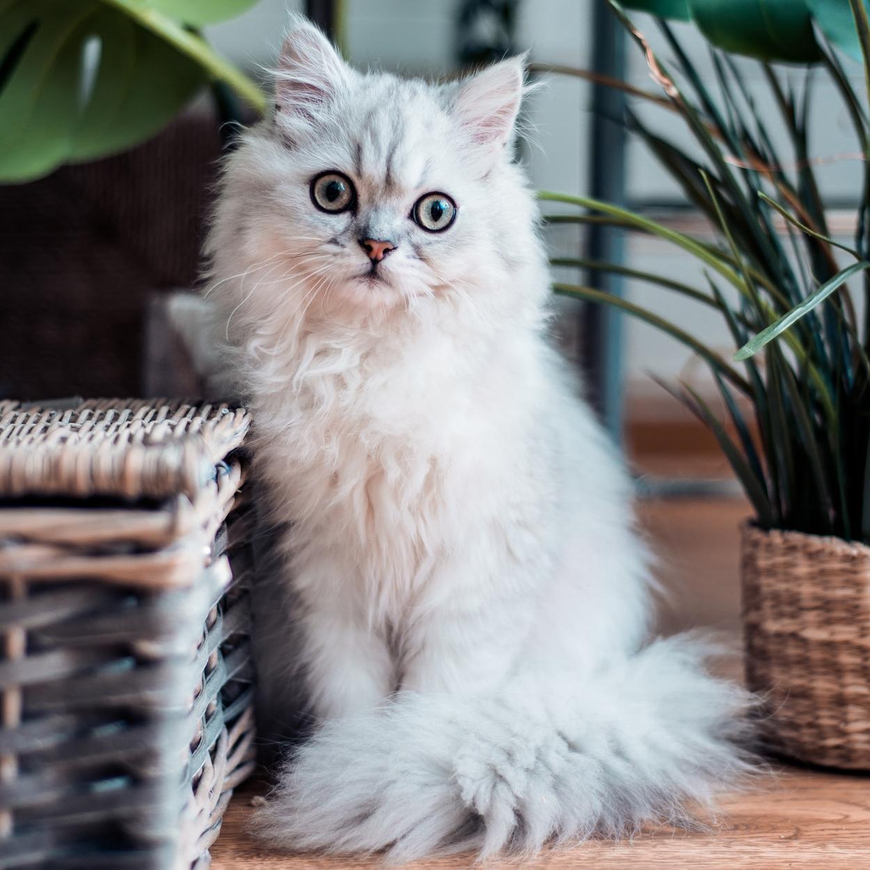 Plantas venenosas para gatos