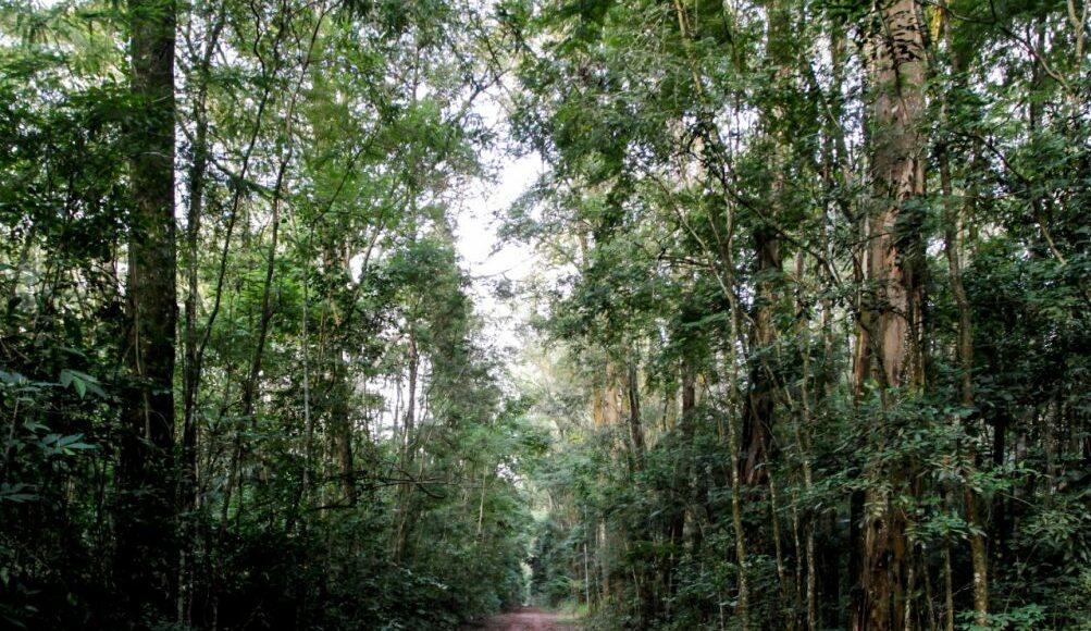 Parques estaduais de SP reabriram; festival é uma das opções do fim de semana. Foto: reprodução