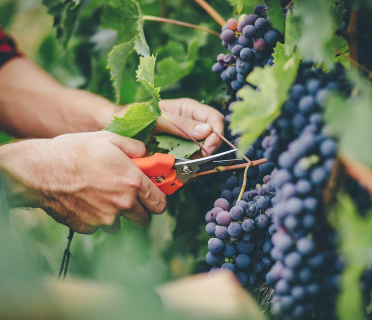 Vantagens da fruta para a saúde