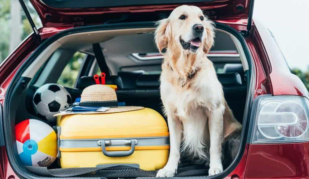 10 dicas de cuidados para viajar de carro com o pet