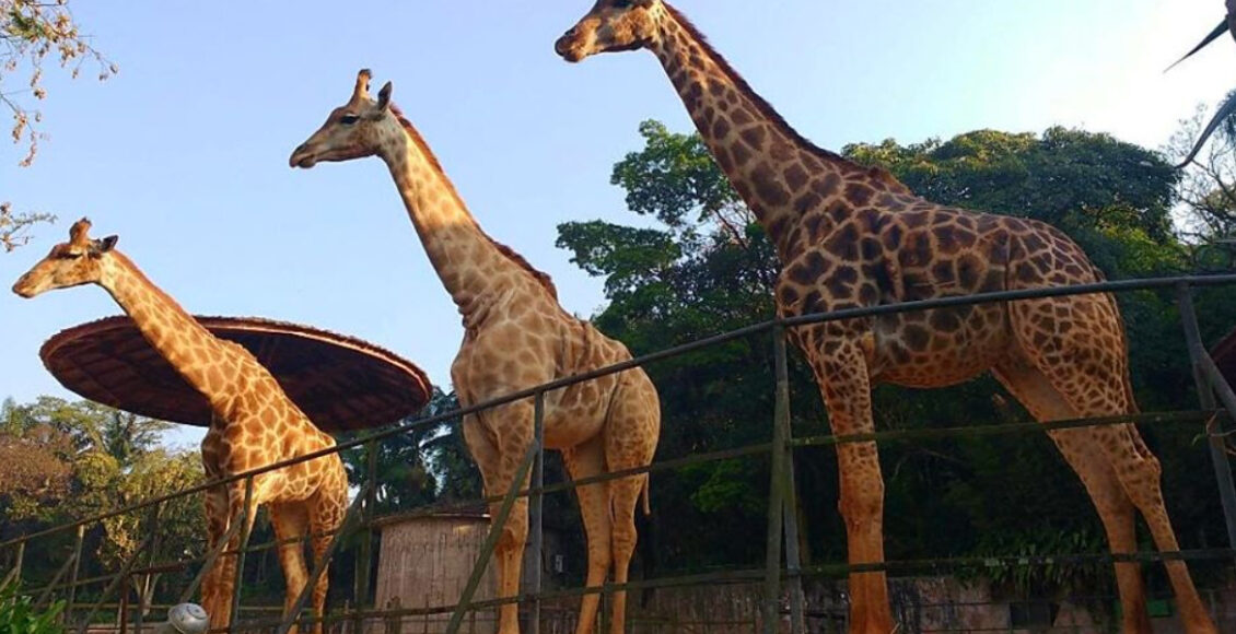 Zoológico de São Paulo valor do ingresso 2022