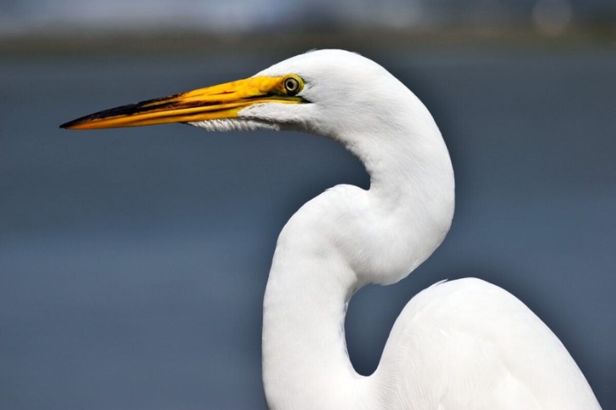 8 animales que viven en el Pantanal de MS y MT