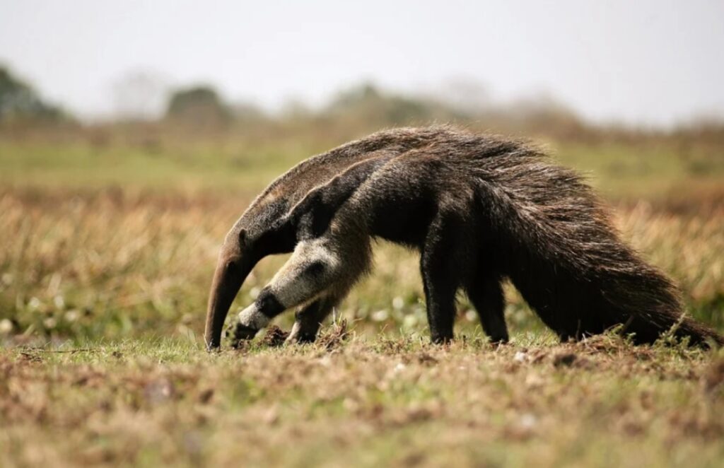 Animais que vivem no pantanal