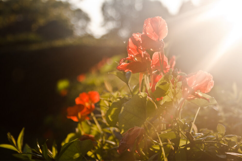 plantas que trazem boas energias