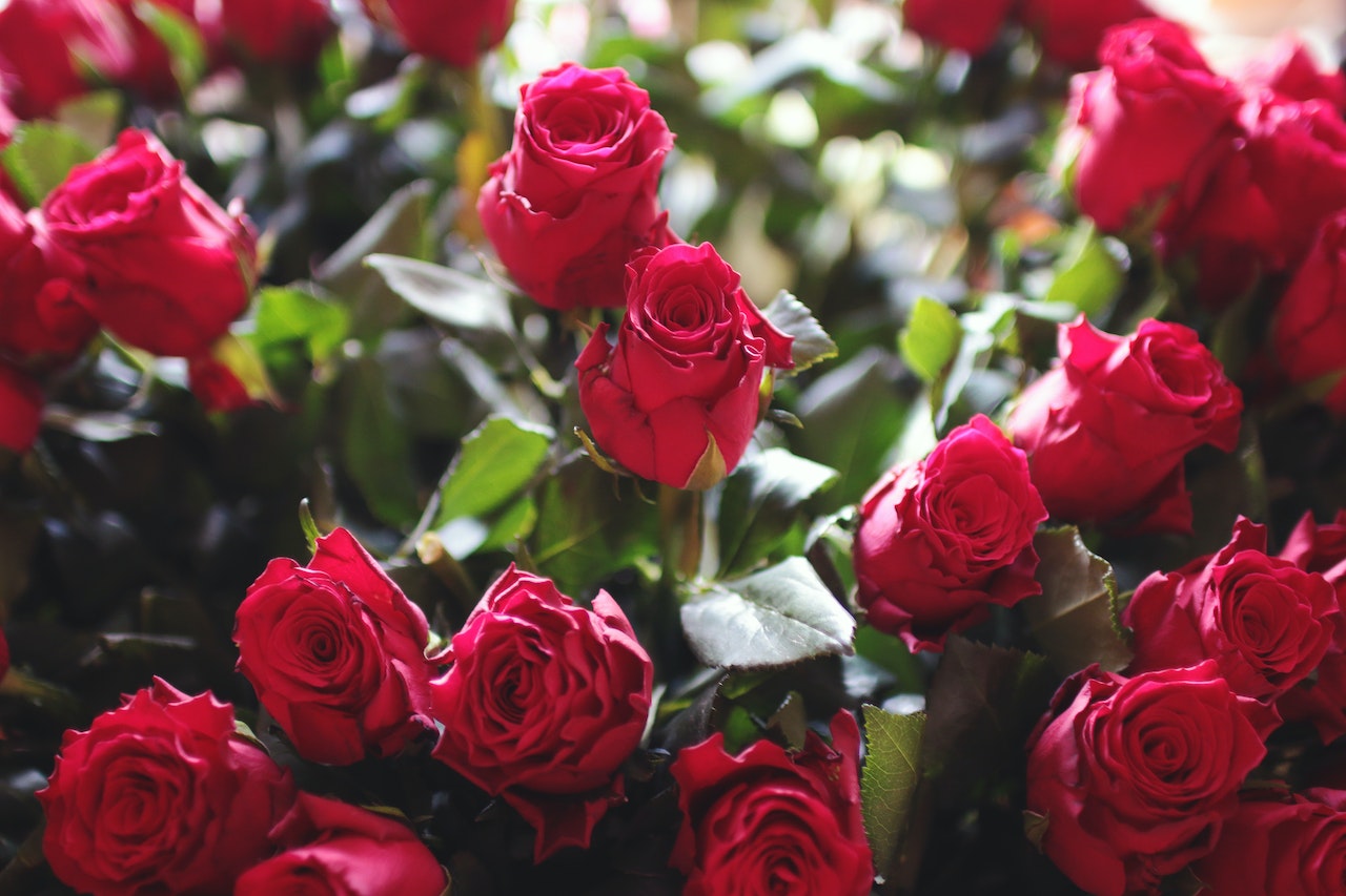 Banho de rosas vermelhas para atrair amor