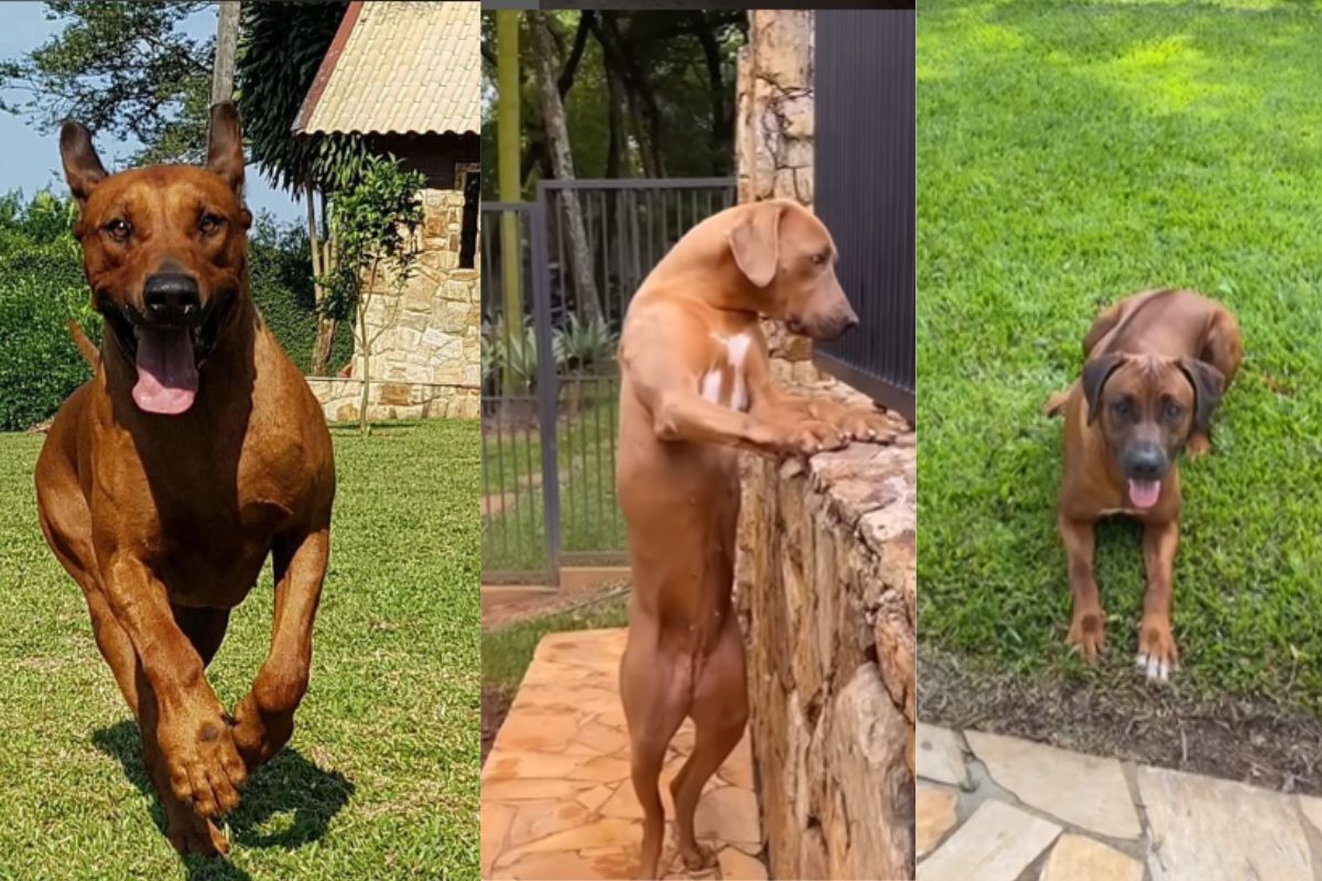 Cachorros de raca ana hickmann