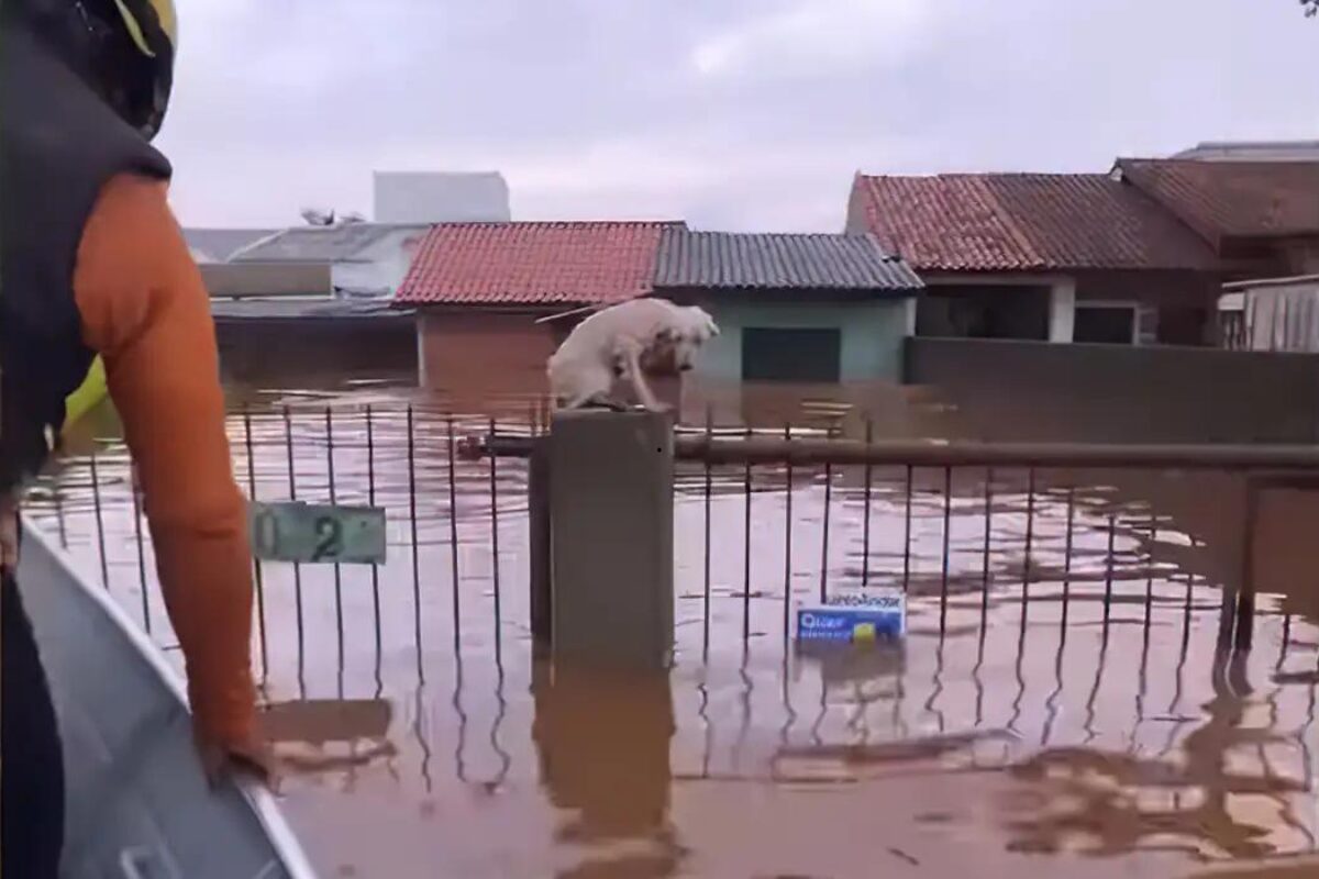 Ajudar animais rio grande do sul